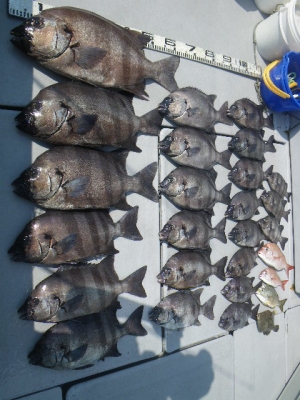 磯部釣船 直栄丸 釣果