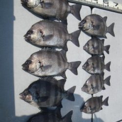 磯部釣船 直栄丸 釣果