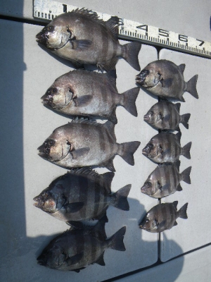 磯部釣船 直栄丸 釣果