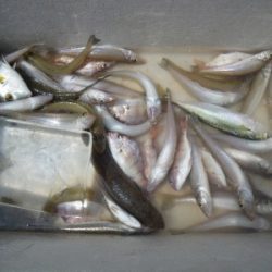 磯部釣船 直栄丸 釣果