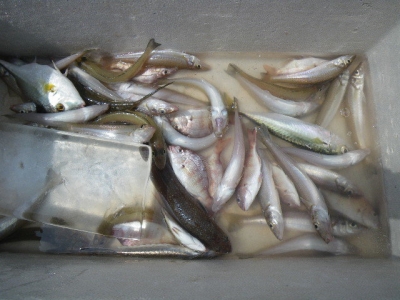 磯部釣船 直栄丸 釣果