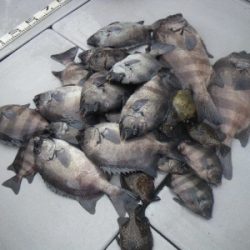 磯部釣船 直栄丸 釣果