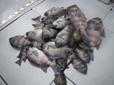 磯部釣船 直栄丸 釣果