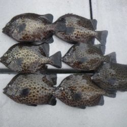 磯部釣船 直栄丸 釣果