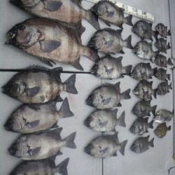 磯部釣船 直栄丸 釣果