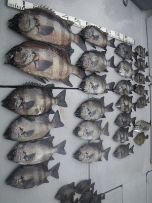 磯部釣船 直栄丸 釣果