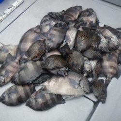 磯部釣船 直栄丸 釣果