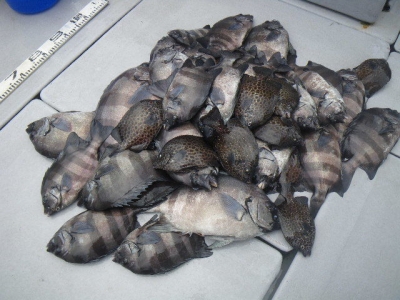 磯部釣船 直栄丸 釣果