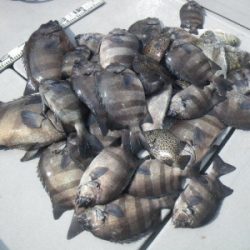 磯部釣船 直栄丸 釣果