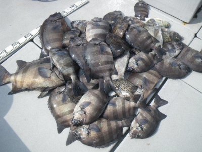 磯部釣船 直栄丸 釣果