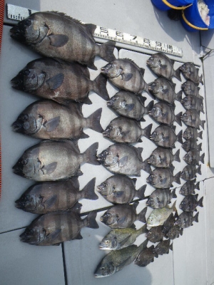 磯部釣船 直栄丸 釣果