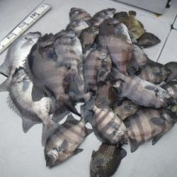 磯部釣船 直栄丸 釣果