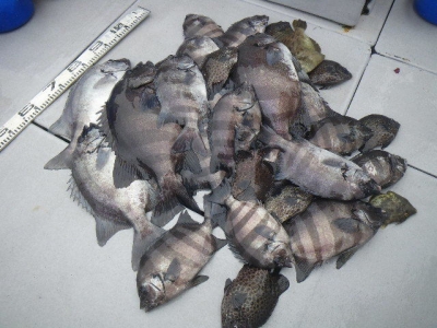 磯部釣船 直栄丸 釣果