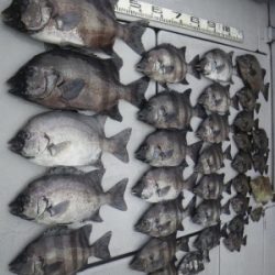 磯部釣船 直栄丸 釣果