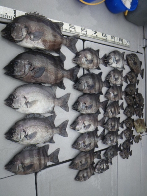 磯部釣船 直栄丸 釣果