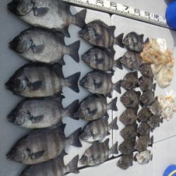 磯部釣船 直栄丸 釣果