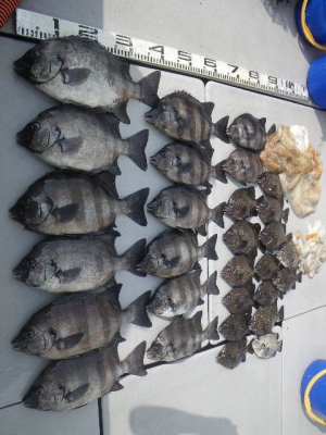 磯部釣船 直栄丸 釣果