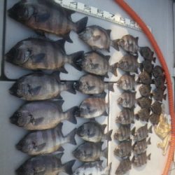 磯部釣船 直栄丸 釣果