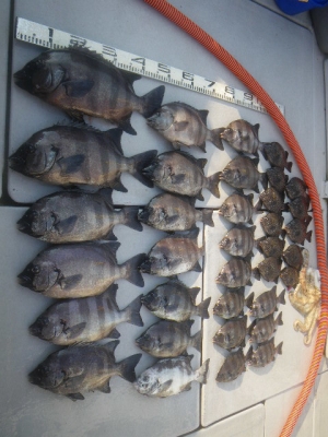 磯部釣船 直栄丸 釣果