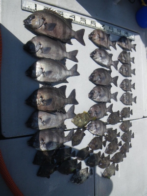 磯部釣船 直栄丸 釣果