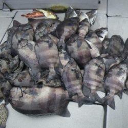 磯部釣船 直栄丸 釣果