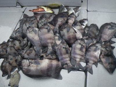 磯部釣船 直栄丸 釣果