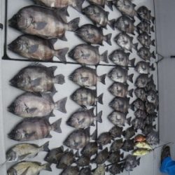 磯部釣船 直栄丸 釣果