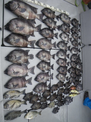 磯部釣船 直栄丸 釣果