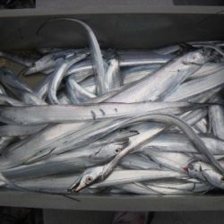 磯部釣船 直栄丸 釣果