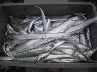 磯部釣船 直栄丸 釣果