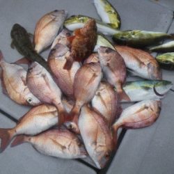 磯部釣船 直栄丸 釣果