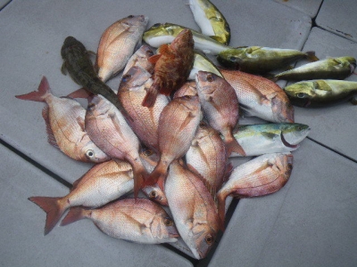 磯部釣船 直栄丸 釣果