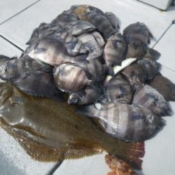 磯部釣船 直栄丸 釣果