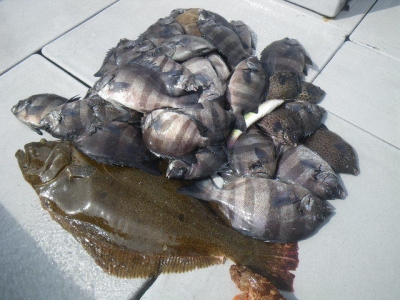 磯部釣船 直栄丸 釣果