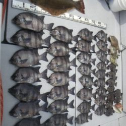 磯部釣船 直栄丸 釣果