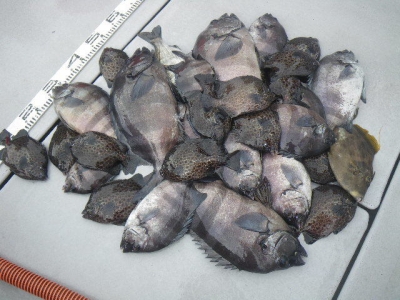 磯部釣船 直栄丸 釣果