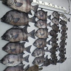 磯部釣船 直栄丸 釣果