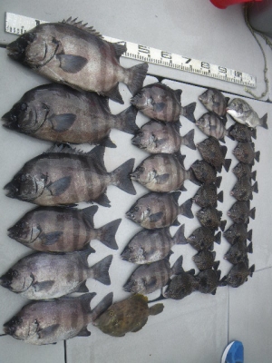 磯部釣船 直栄丸 釣果