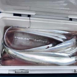 深川　吉野屋 釣果