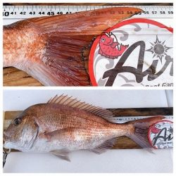 フィシングボートAir(エアー) 釣果