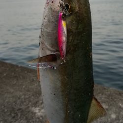 ジャックアイグロッキーは食べごろサイズ！【ハヤブサ（Hayabusa）　ジャックアイグロッキー　インプレッション】