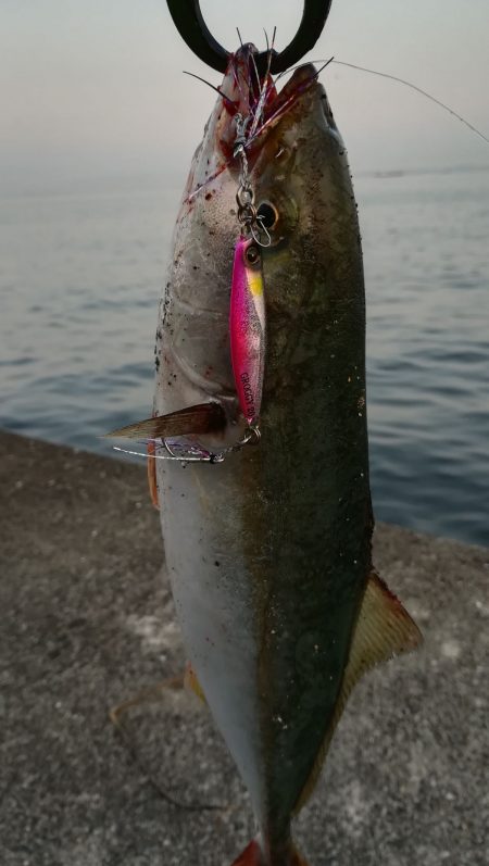 ジャックアイグロッキーは食べごろサイズ！【ハヤブサ（Hayabusa）　ジャックアイグロッキー　インプレッション】