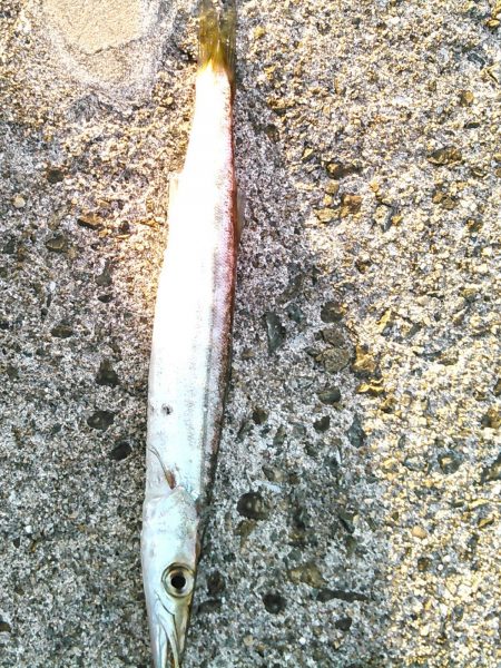 青物シーズンに使ってみたい、ジャックアイグロッキー　【ハヤブサ（Hayabusa）　ジャックアイグロッキー　インプレッション】