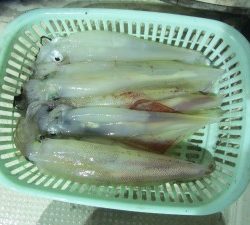 兼六丸 釣果