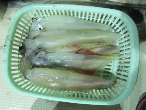 兼六丸 釣果