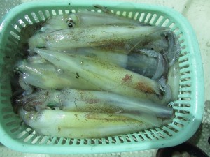 兼六丸 釣果