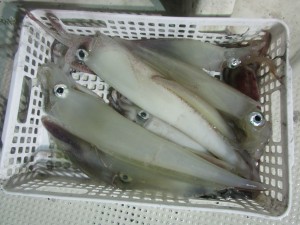 兼六丸 釣果
