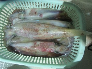 兼六丸 釣果