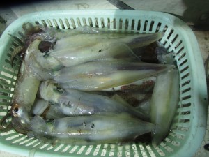 兼六丸 釣果