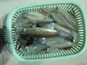 兼六丸 釣果